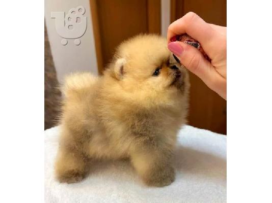 Τέλεια Pomeranians, κουτάβια